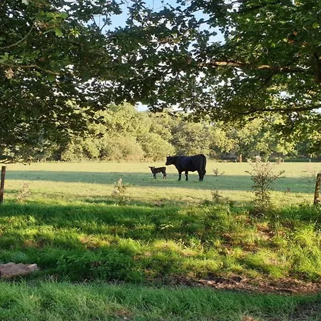 度假居 Detached Near Nijmegen